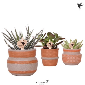 Kolibri Greens Succulenten mix in Ethnic pot terracotta mix