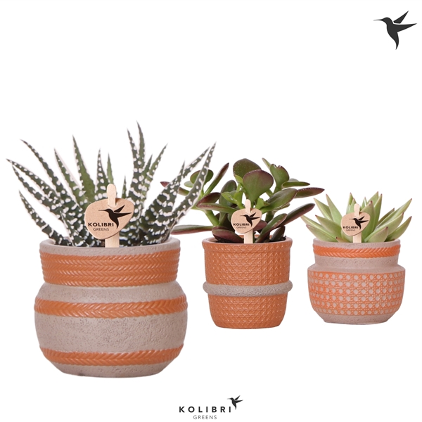 <h4>Kolibri Greens Succulenten mix in Ethnic pot terracotta mix</h4>