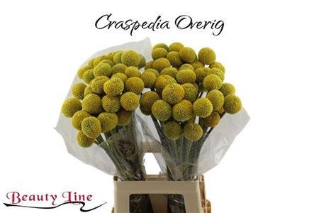 <h4>Craspedia</h4>
