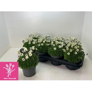 SAXIF AR MARTO WHITE