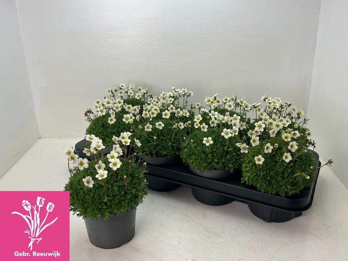 <h4>SAXIF AR MARTO WHITE</h4>