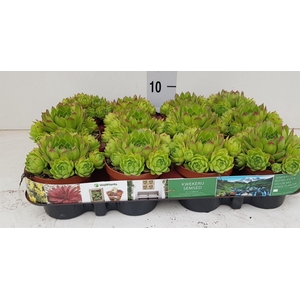 Sempervivum   ...