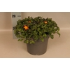 Perkplanten 19 cm Bidens Orange