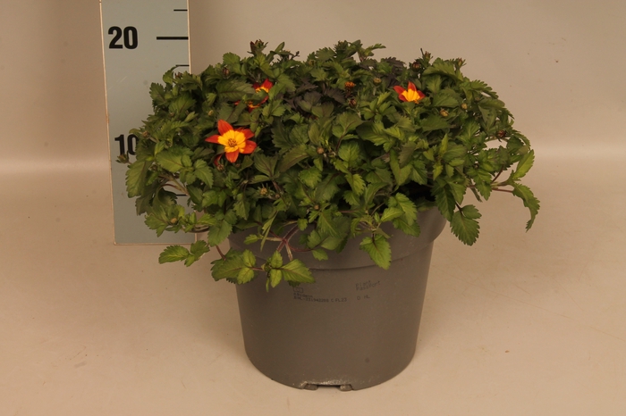 <h4>Perkplanten 19 cm Bidens Orange</h4>