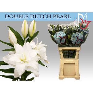 LI OR DU DD PEARL