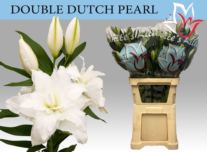 <h4>LI OR DU DD PEARL</h4>