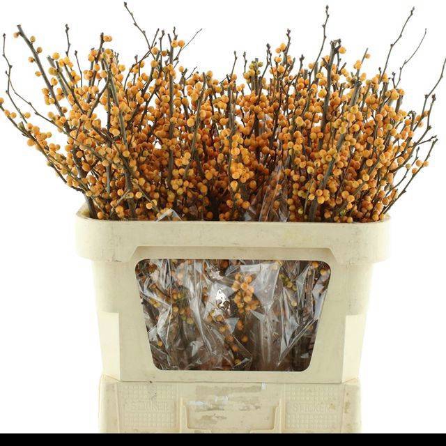 <h4>ILEX VE GOLD VERBOOM</h4>