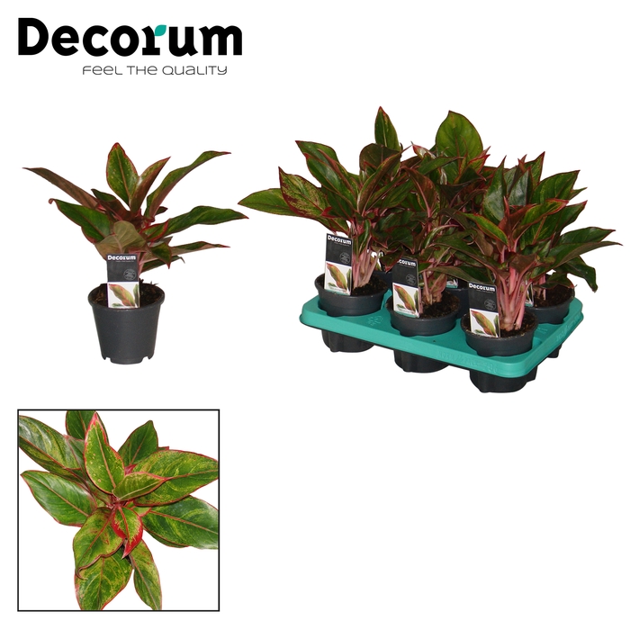 <h4>Aglaonema Crete</h4>