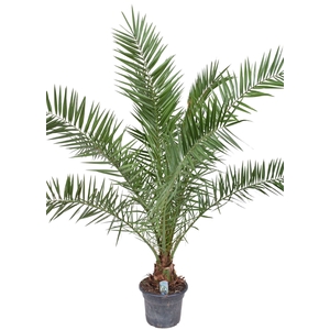 Phoenix canariensis