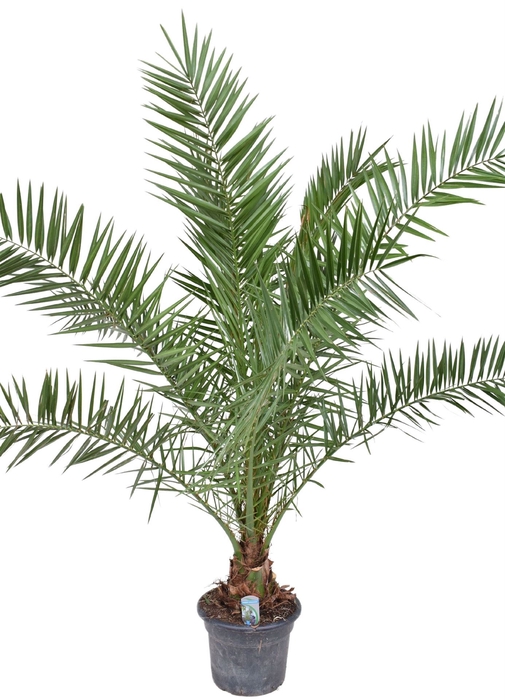 <h4>Phoenix canariensis</h4>