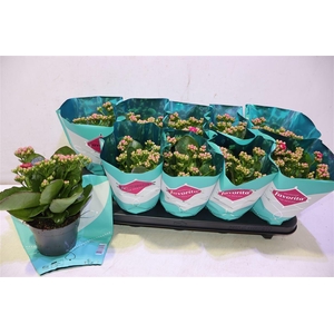 Kalanchoe Double Deluxe Pink