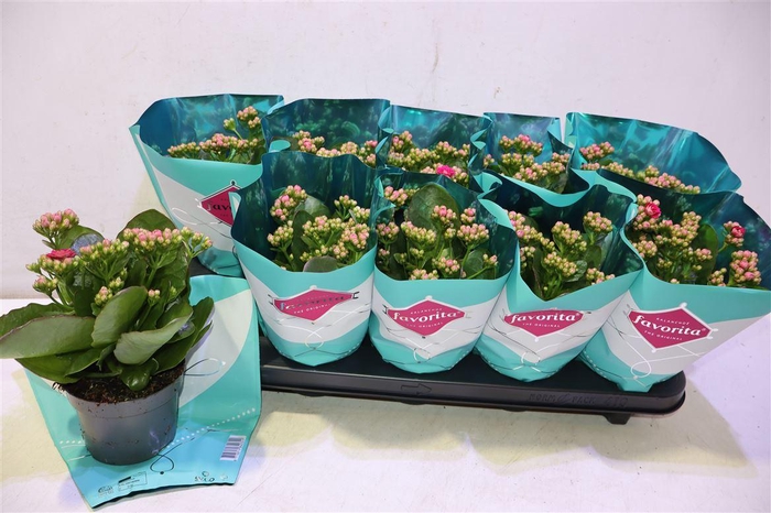 <h4>Kalanchoe Double Deluxe Pink</h4>