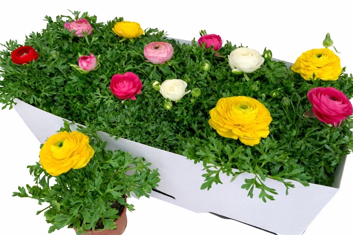 <h4>RANUN SPRINK GEM</h4>