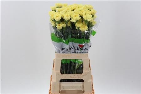 <h4>DI ST ILLIAD YELLOW</h4>