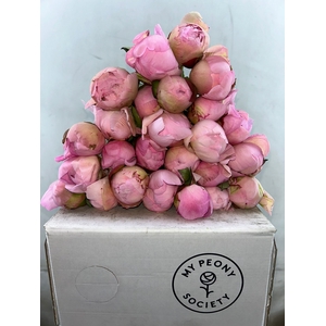 Paeonia Albert Crousse