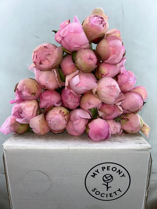 <h4>Paeonia Albert Crousse</h4>