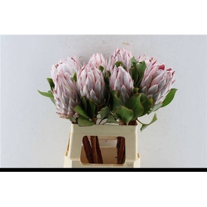 PROTEA CYNAROIDES