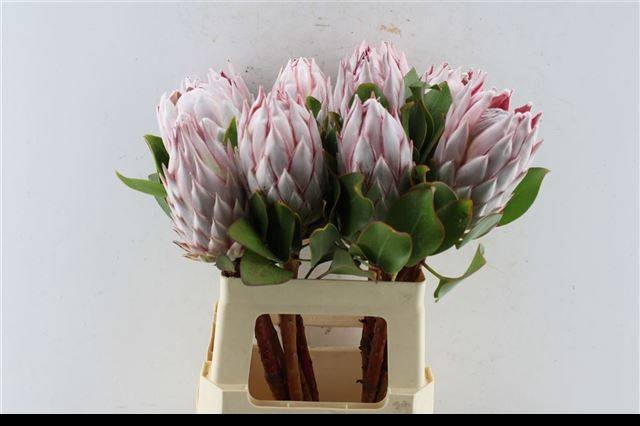 <h4>PROTEA CYNAROIDES</h4>