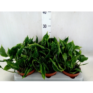 Epipremnum   ...