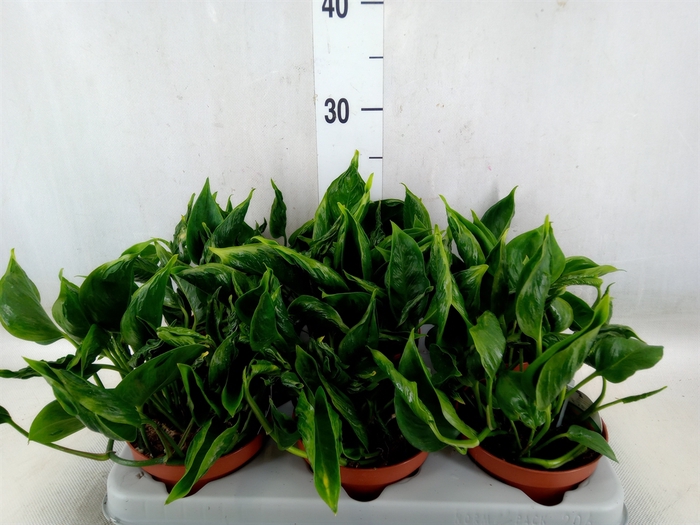 <h4>Epipremnum   ...</h4>