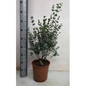 EUCAL GUNNII