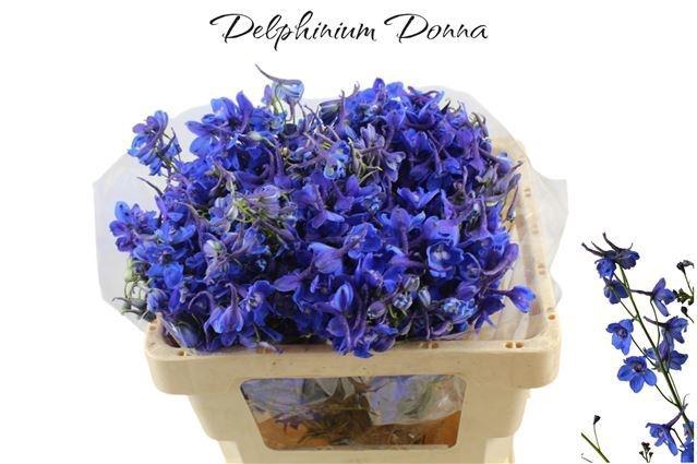 <h4>DELPH EN DONNA</h4>