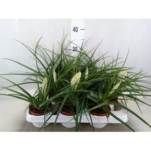 Tillandsia cyanea 'Biancini'