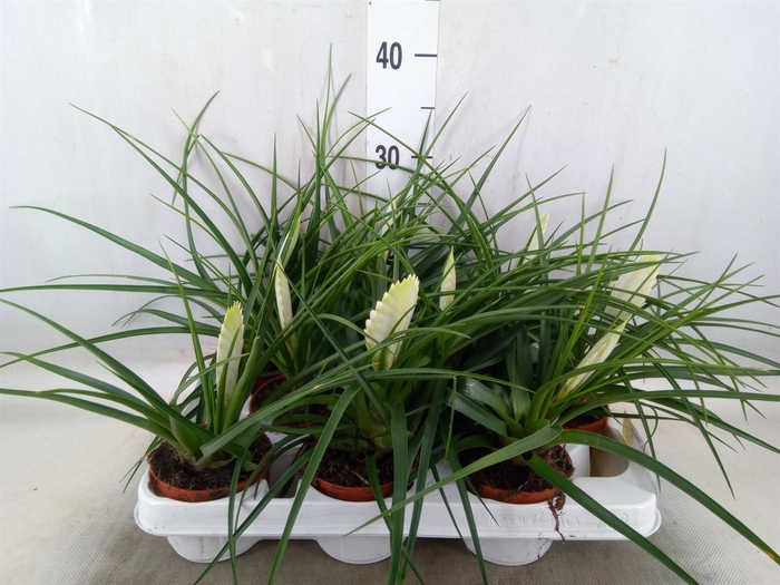<h4>Tillandsia cyanea 'Biancini'</h4>