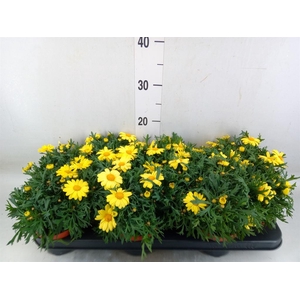 Argyranthemum  'La Rita Yellow'