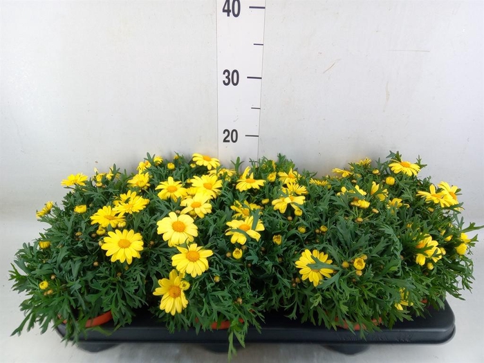 <h4>Argyranthemum  'La Rita Yellow'</h4>