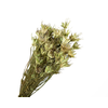 Nigella Orientalis Green