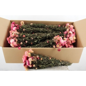 DF Helichrysum Bs Light Pink
