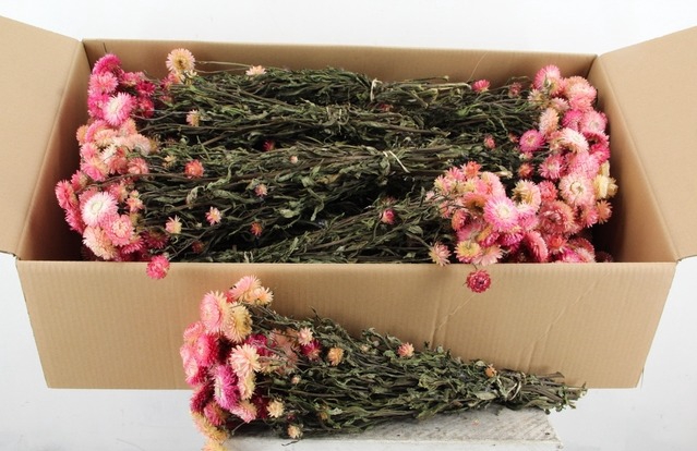 <h4>DF Helichrysum Bs Light Pink</h4>