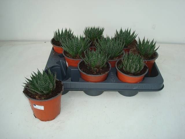 <h4>ALOE ARISTATA</h4>