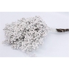 Schinus M Pt Mother Of Pearl Bunch