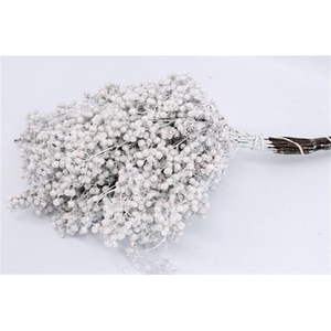 Schinus M Pt Mother Of Pearl Bunch