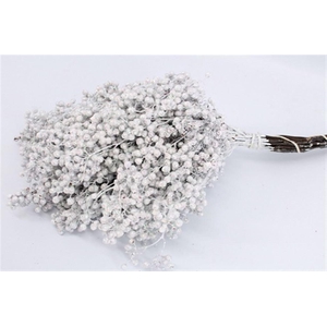 Schinus M Pt Mother Of Pearl Bunch