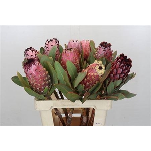 Protea Magnifica