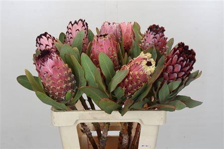 <h4>Protea Magnifica</h4>