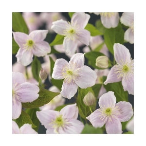 Clematis montana 'Mayleen' +light label