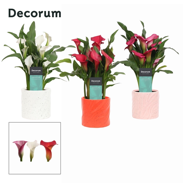 <h4>Zantedeschia (Calla) Roze/Wit/Rood in Ompot Yara LOVE (Decorum)</h4>