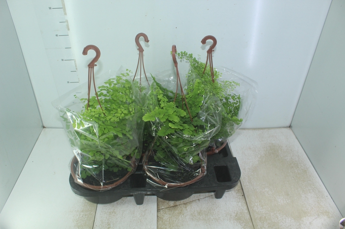 <h4>AVENCA VARIADA C21</h4>