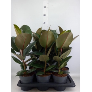 Ficus elastica 'Robusta'