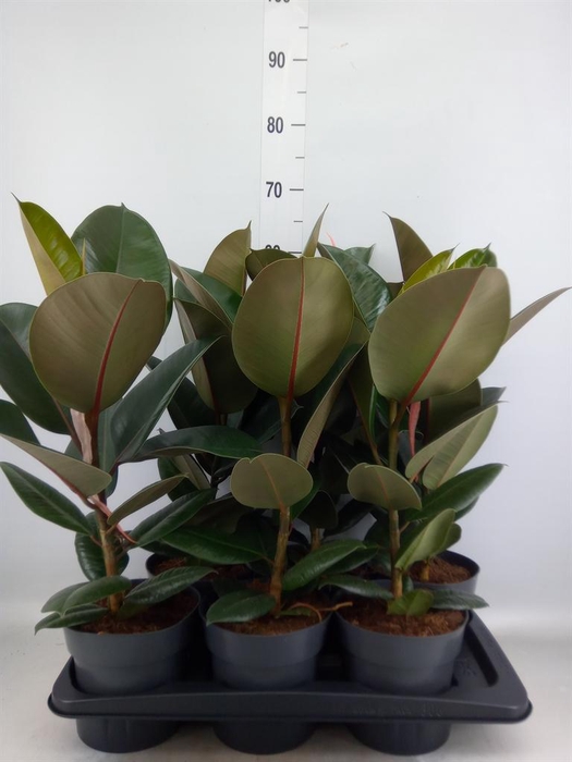 <h4>Ficus elastica 'Robusta'</h4>