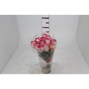 ROSA JUMILIA 040 CM