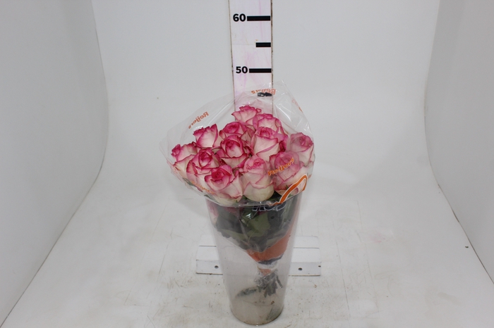 <h4>ROSA JUMILIA 040 CM</h4>