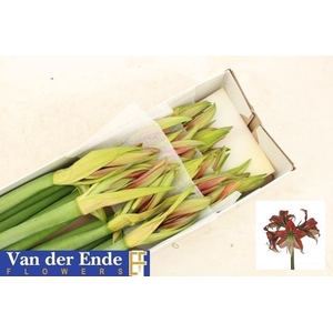 HIPP GA HAPPY VALLEY ELE KASSER