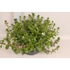 Schaal 26 Mix 11 Scaevola Trio