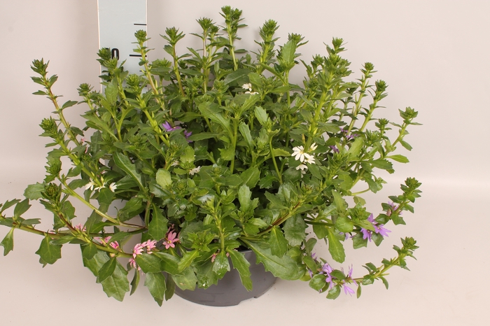 Schaal 26 Mix 11 Scaevola Trio