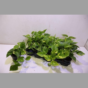 Epipr Aureum